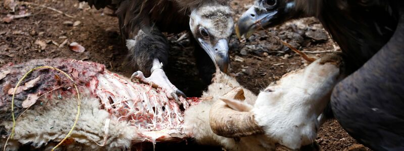 Mönchsgeier und Gänsegeier gehören zu den neun Geierarten, die in Indien vorkommen. (Illustration) - Foto: Clara Margais/dpa