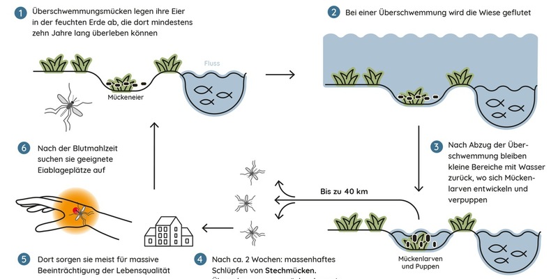 Nachhaltige Hilfe für Biergärten und Co. / Die Mücken kommen, die Gäste gehen - Foto: presseportal.de