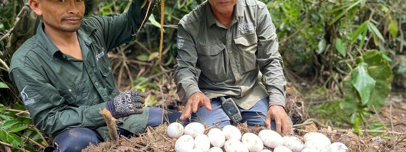 Der Einsatz der Naturschützer hat sich ausgezahlt. - Foto: Sam Han/Fauna & Flora/AP/dpa