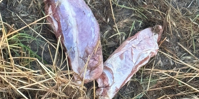 POL-DA: Biblis: Spaziergängerin findet Fleischstücke / Polizei warnt vorsorglich - Foto: presseportal.de