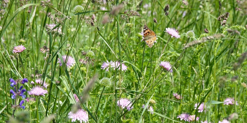 Neue MDR-Reportage: „Artensterben mit Ansage – Kein Ausweg aus dem Acker-Dilemma?“ - Foto: presseportal.de