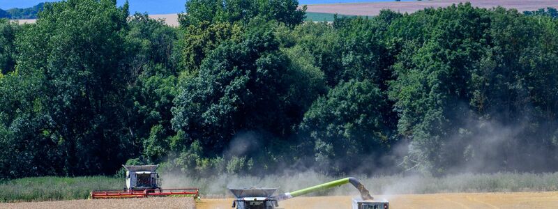 Der Bauernverband zieht eine «ernüchternde» Bilanz der Ernte 2024. (Archivbild) - Foto: Klaus-Dietmar Gabbert/dpa