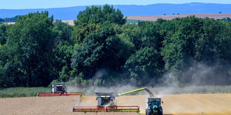 Der Bauernverband zieht eine «ernüchternde» Bilanz der Ernte 2024. (Archivbild) - Foto: Klaus-Dietmar Gabbert/dpa