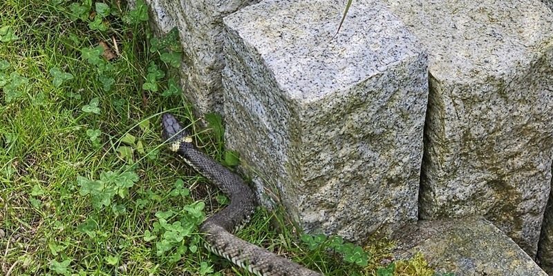 FW-EN: Schlange im Garten - Foto: presseportal.de