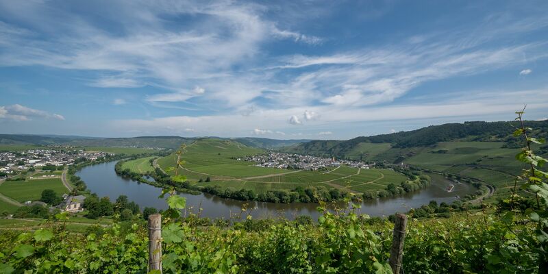 Auch einige Weinstöcke wurden beim Abstutz der Drohne beschädigt. (Symbolbild) - Foto: Harald Tittel/dpa