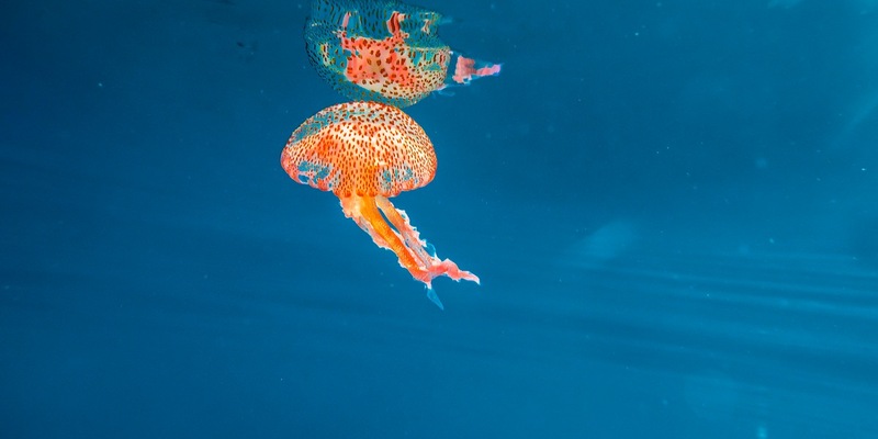 Quallen: So verhalten Sie sich richtig bei einer Verletzung - Foto: presseportal.de