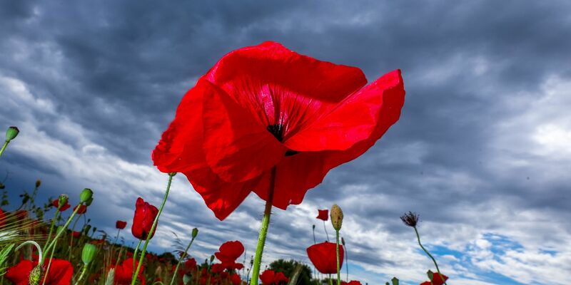 Das Wetter wird mit Schauern und warmen Temperaturen wechselhaft (Archivbild). - Foto: Jens Büttner/dpa