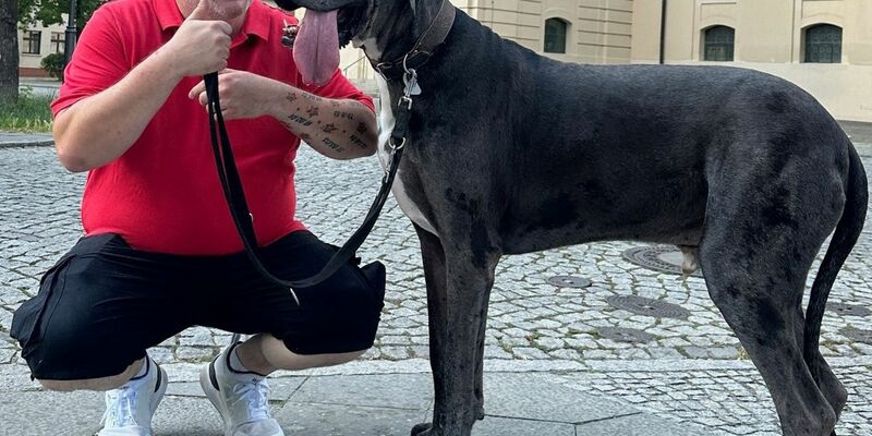 Dogge Ramses und Besitzer Patrick Hein: Schafft es der Hund als größter lebender Hund ins Guinness-Buch der Rekorde? - Foto: Tobias Grahn/TNN/dpa