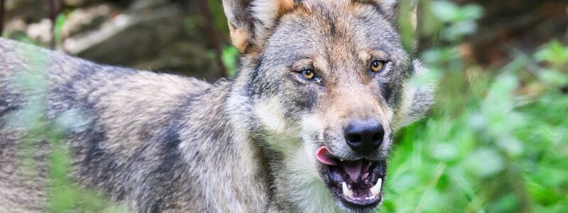 Rehe, Wildscheine und Hirsche: Wölfe finden in Deutschland mehr als genug Beute. - Foto: Julian Stratenschulte/dpa