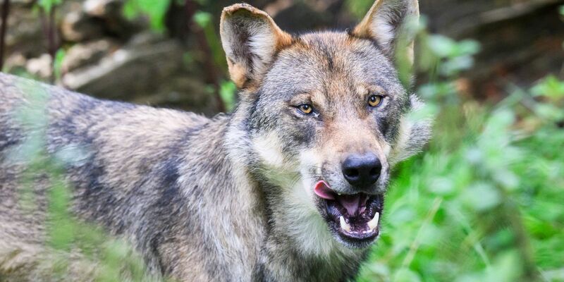 Die Debatte um den Wolf wird emotional geführt (Archivbild). - Foto: Julian Stratenschulte/dpa
