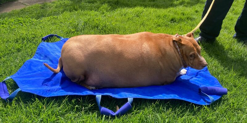 Nuggi bekam jeden Tag massenweise Hühnchen und Leckerli zu essen. (Archivbild) - Foto: -/Spca Supplied/dpa