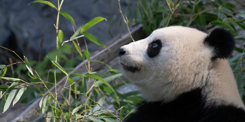 Bei Panda-Dame Meng Meng wurde eine verstärkte Aktivität der Gebärmutter festgestellt. (Archivbild) - Foto: Paul Zinken/dpa-Zentralbild/dpa