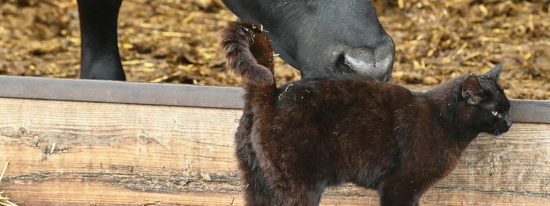 In den USA grassiert bei Milchkühen die Vogelgrippe - nun wurden die Viren bei Katzen in Farmen nachgewiesen. (Symbolbild) - Foto: Patrick Pleul/dpa-Zentralbild/ZB