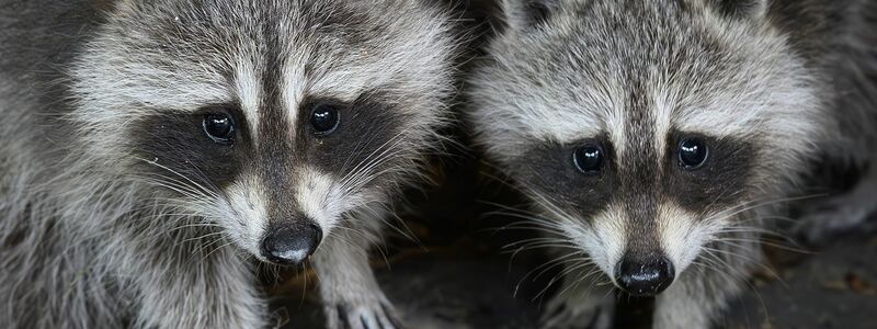 Auch in Waschbären wurden Vogelgrippeviren entdeckt. (Symbolbild) - Foto: Patrick Pleul/dpa