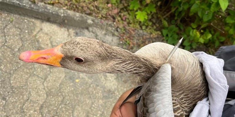 PP-ELT: Graugans mit Armbrust beschossen - Foto: presseportal.de