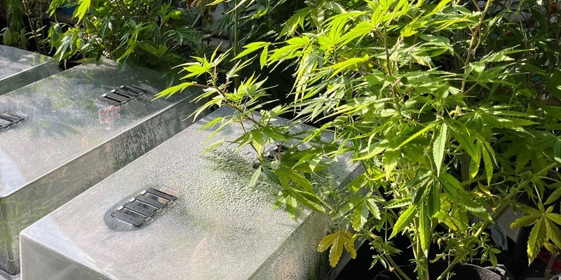 POL-REK: 240725-2: Zwei Beschuldigte vorläufig festgenommen und zahlreiche Cannabnispflanzen sichergestellt - Foto: presseportal.de