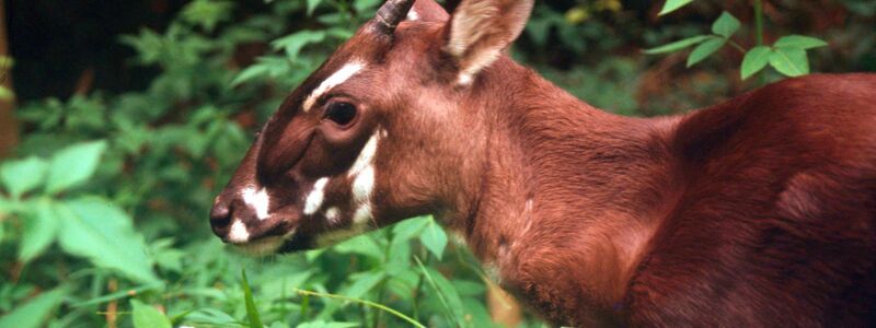 Die seltenen Saolas wurden erst 1992 entdeckt. (Archivbild) - Foto: David Huls/WWF World Wide Fund For Nature/dpa