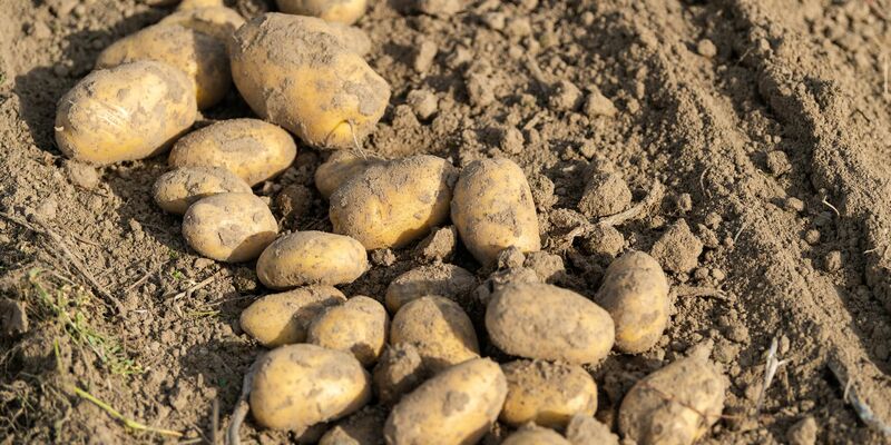 Viel Regen, wenig Sonne - die Landwirte erwarten eine schwierige Kartoffelernte. (Archivfoto) - Foto: Philipp Schulze/dpa