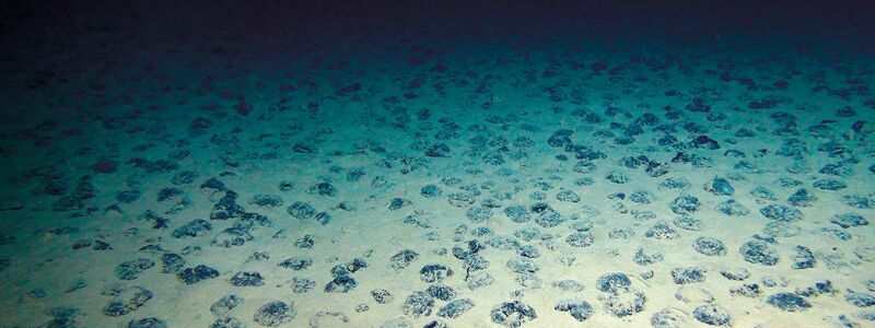 Manganknollen auf dem Meeresboden der Clarion-Clipperton-Zone - Foto: Rov Kiel 6000/Geomar/dpa