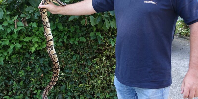 Die Polizei packt den Riesenphython in einen Eimer. - Foto: Helga Happ/REPTILIENZOO via APA/dpa