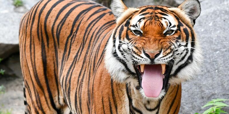 Indochinesische Tiger sind in vielen Ländern bereits ausgestorben. (Archivbild) - Foto: Jens Kalaene/dpa-Zentralbild/dpa