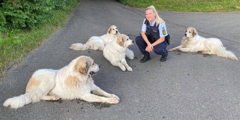 POL-UL: (UL) Ulm - Tierisch gut gelaunte Vier- und Zweibeiner unterwegs / Sichtlich Spaß bereitete der Polizistin ein Einsatz der besonderen Art am Montag bei Ulm. - Foto: presseportal.de