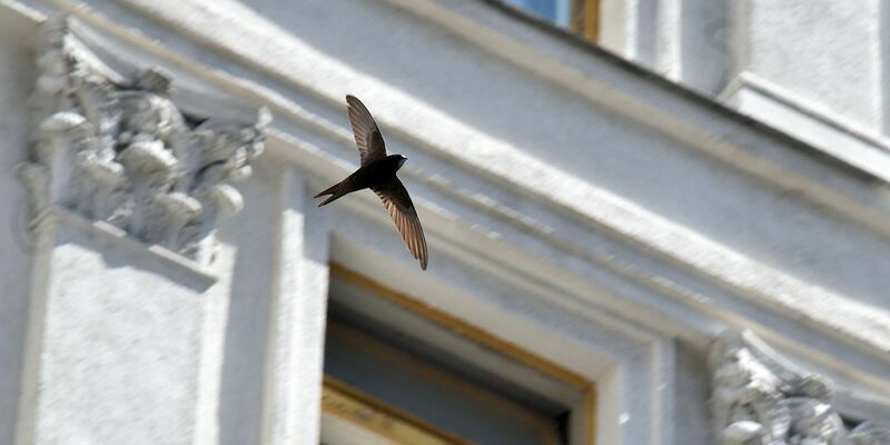 Mauersegler stehen vor dem Flug in Richtung Winterquartier vor. (Foto Archiv) - Foto: -/Ukrinform/dpa