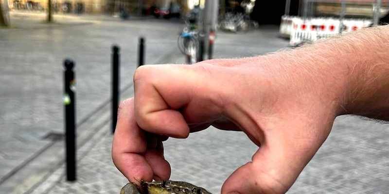 BPOL-HB: Mr. Crabs von Bundespolizei gerettet - Foto: presseportal.de