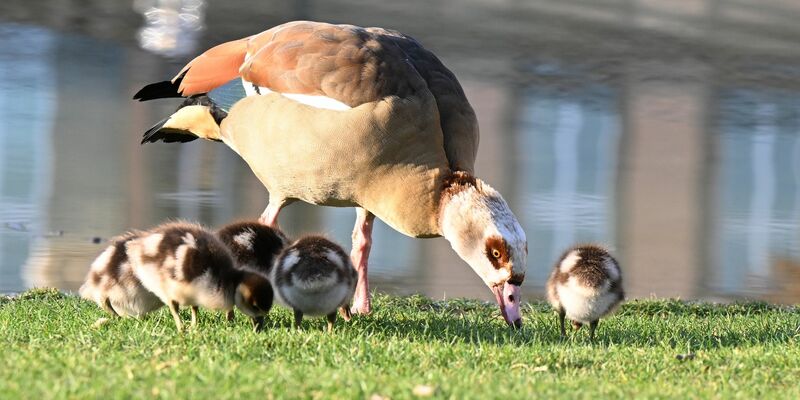 Die Nilgans frisst überwiegend Pflanzen - aber Pommes scheint sie auch zu lieben. (Archivbild) - Foto: Bernd Weißbrod/dpa