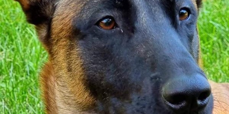 HZA-KA: Karlsruher Spürnase schlägt wieder zu / Zollhund Eric findet Drogen im Wert von über 34.000 Euro - Foto: presseportal.de