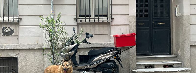 Das türkische Parlament hat ein umstrittenes Gesetz zum Umgang mit Straßenhunden verabschiedet. (Foto Archiv) - Foto: Mirjam Schmitt/dpa