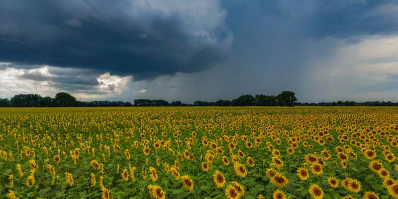 Die Sonne schien im Juli insgesamt 237 Stunden (Archivbild). - Foto: Patrick Pleul/dpa