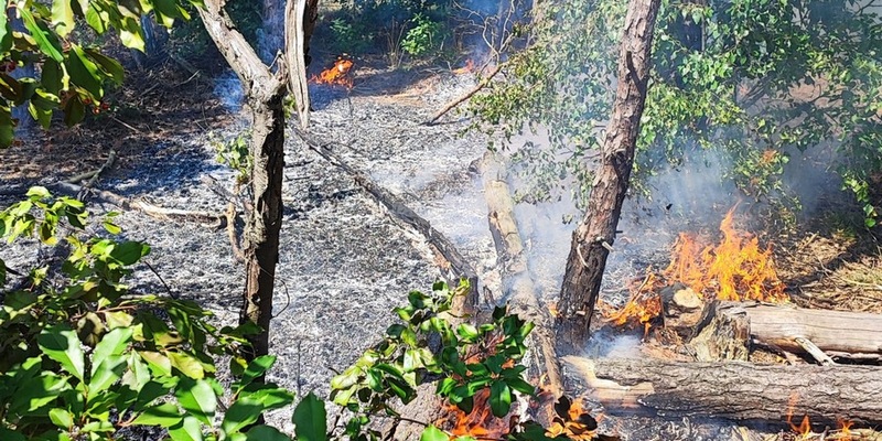 FW Celle: Vegetationsbrand in Westercelle - Foto: presseportal.de