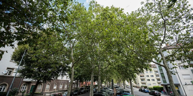 Besonders alte Bäume können laut Umwelthilfe für Abkühlung in den Städten sorgen. (Archivbild) - Foto: Andreas Arnold/dpa