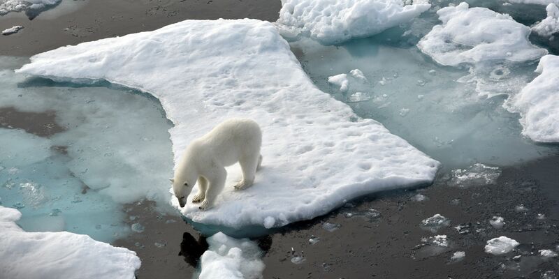 Ein Eisbär hat auf Grönland einen Deutschen angegriffen. Archivbild - Foto: Ulf Mauder/dpa