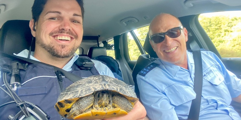 POL-OG: Schutterwald, A5 / Mahlberg - Gepanzert auf der Straße unterwegs: Zwei Schildkröten gerettet - Foto: presseportal.de