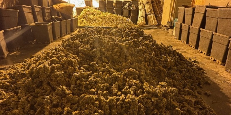 POL-MG: Illegale Plantage in Rheydt ausgehoben - Drei Festnahmen - Foto: presseportal.de