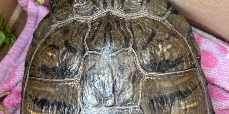 POL-DH: --- Weyhe, Polizei sucht Eigentümer einer Schildkröte (Foto) - Syke, Einbruch und Diebstahl von Kennzeichen --- - Foto: presseportal.de