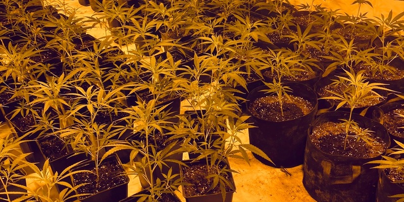 POL-SO: Plantagen-Fund - Foto: presseportal.de