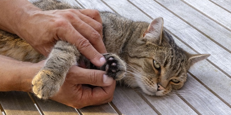 Mit der Katze stressfrei zum Tierarzt - Foto: presseportal.de