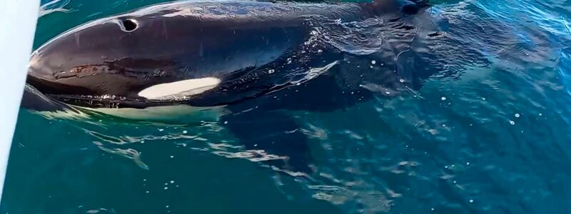 Die Zerstörungen durch die Orca-Anrgiffe sind oft gewaltig. - Foto: Grupo De Trabajo Orca Atlántica/dpa