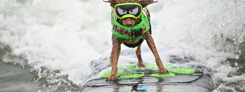 Die Vierbeiner - hier der Hund Carson - düsen über Wellen bei den World Dog Surfing Championships in Pacifica, Kalifornien. - Foto: Eakin Howard/AP/dpa