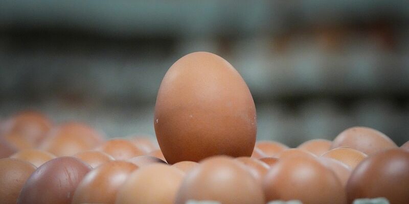 Ein Ei reicht, um zu erkennen, wie die Henne gehalten wurde. (Symbolbild) - Foto: Soeren Stache/dpa