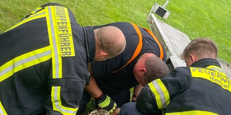FW Hennef: Tier in Not - Uhu auf der Suche nach einem Snack in Netz verfangen - Foto: presseportal.de