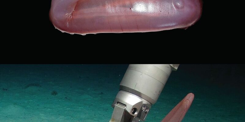 Die pinke Seegurke Psychropotes buglossa wurde nun als eigene Art beschrieben. - Foto: Amanda Serpell-Stevens/Senckenberg Gesellschaft für Naturforschung/dpa