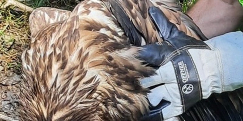 BPOL-FL: Wester Ohrstedt - Verletzter Seeadler an Bahngleisen - Foto: presseportal.de