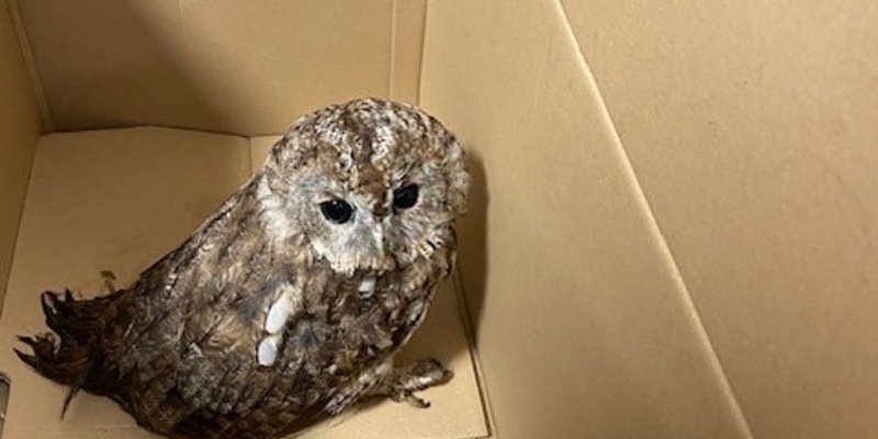 POL-PDNW: Tierischer Einsatz - Foto: presseportal.de