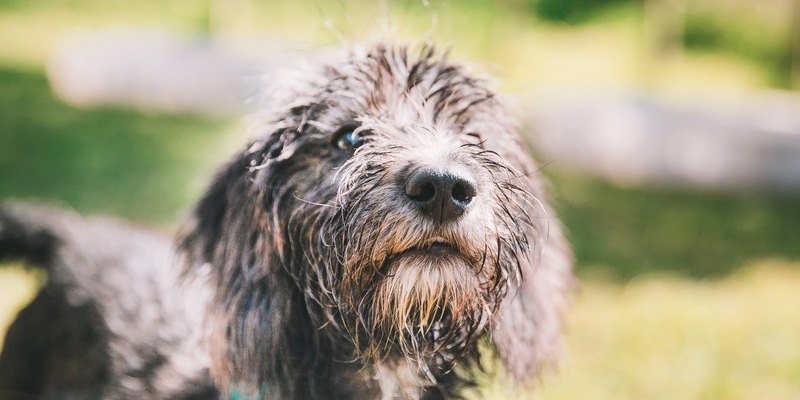 Umweltallergien nehmen zu - Was Hundebesitzer wissen müssen / Schützen Sie Ihren Hund vor Juckreiz in den Sommermonaten und Nahrungsmittelproblemen - Foto: presseportal.de