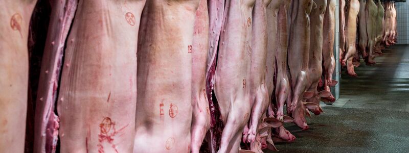 Schlachthöfe produzieren wieder mehr Schweinefleisch. (Archivbild) - Foto: Daniel Vogl/dpa