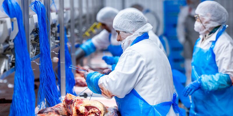 Nach Jahren rückläufiger Schlachtungen ist die Zahl der Schweineschlachtungen im vergangenen Jahr wieder leicht gestiegen. (Archivfoto) - Foto: Jens Büttner/dpa